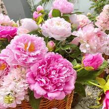 263pcs Mixed Peony Seeds For Planting - Flower Seeds For Planting Four Seasons Peony Seeds - 263 - View 2