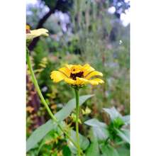 100PCS Grams A Packet Of Bermudagrass Seed - 5g Packet - View 3