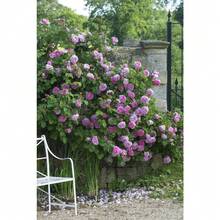 150 Pieces Garden Purple Climbing Vine Rose Seeds Versatile Rose Bush Aromatic Breathtaking Flower Plants Spectacular Presentation