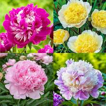 263pcs Mixed Peony Seeds For Planting - Flower Seeds For Planting Four Seasons Peony Seeds - 263 - View 1