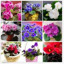 300Pcs Mixed Color Mini Violet Seeds, African Violet Seeds, Mini Garden - Variant1 - View 1