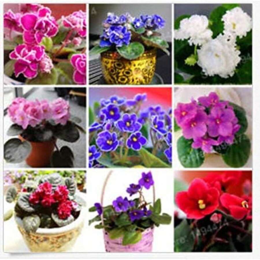300Pcs Mixed Color Mini Violet Seeds, African Violet Seeds, Mini Garden - Variant1 - View 1
