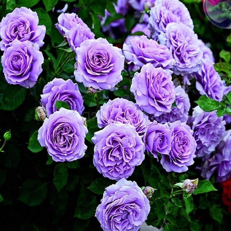 150 Pieces Garden Purple Climbing Vine Rose Seeds Versatile Rose Bush Aromatic Breathtaking Flower Plants Spectacular Presentation