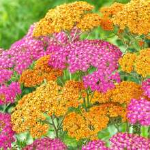 1000Pcs Yarrow Seeds, Insect Repellent Does Not Harm The Seedlings
