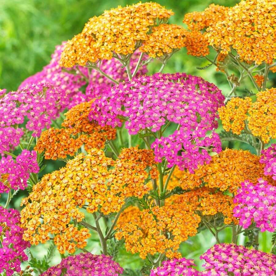1000Pcs Yarrow Seeds, Insect Repellent Does Not Harm The Seedlings