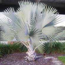 Semillas de palmera Nobilis de bajo mantenimiento, llamativas, de hoja perenne, tolerantes a la sequía, para bordes de jardín al aire libre, 10 piezas de semillas de árbol - Variante 1 - Ver 3