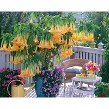 110 Datura Flower Seeds Angels Trumpet Mix Color Double Brugmansia - Variant1 - View 3