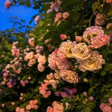 263 piezas de semillas de rosas trepadoras mixtas para plantar al aire libre, flores ornamentales trepadoras, arbusto de rosa, enredadera trepadora de larga floración - 263 - Ver 2