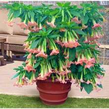 110 Datura Flower Seeds Angels Trumpet Mix Color Double Brugmansia - Variant1 - View 6