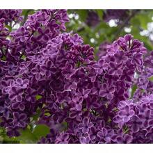 30Pcs Purple Lilac SeedsEnchant Your Garden With Royal Hues & Springtime Perfume Syringa Vulgaris, The Fragrant Heirloom Of Centuries - 紫色 - 查看 2