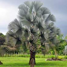 Semillas de palmera Nobilis de bajo mantenimiento, llamativas, de hoja perenne, tolerantes a la sequía, para bordes de jardín al aire libre, 10 piezas de semillas de árbol - Variante 1 - Ver 7
