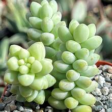 2 Inch Live Succulent Plants, Air Purifying Indoor Plants, Suitable For DIY Projects, Room Bathroom Living Room Wedding Decoration, Easy To Plant - 2 Inches - View 2