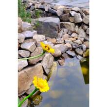 100PCS Grams A Packet Of Bermudagrass Seed - 5g Packet - View 5