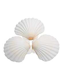 20 piezas de conchas de vieira naturales, conchas de mar blancas, adecuadas para manualidades DIY y decoración del hogar - Blanco - Ver 3