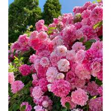 200pcs Mix Climbing Rose Seeds For Planting Outdoors-Perennial Rose Flower Seeds Ornamental Beautiful Roses - 200Pcs - View 2