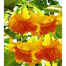 110 Datura Flower Seeds Angels Trumpet Mix Color Double Brugmansia - Variant1 - View 4