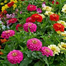 239 piezas semillas de flores grandes mixtas zinnia herencia no GMO, plantas ornamentales variedad colorida, fácil cultivo jardín, flores resistentes larga duración ecológicas - 239 - Ver 4