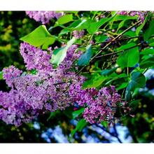 30Pcs Purple Lilac SeedsEnchant Your Garden With Royal Hues & Springtime Perfume Syringa Vulgaris, The Fragrant Heirloom Of Centuries - 紫色 - 查看 4