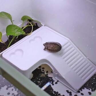 1 件龟晒台带食物托盘，龟箱装饰配件，适用于爬行动物和两栖动物