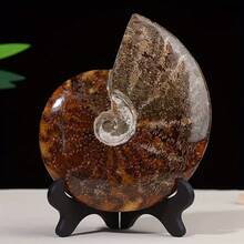 Natural Ammonite Decorative Ornament, Suitable For DIY Kit Matching, Is Also A Featured Decoration For Lunar New Year And St. Patrick's Day, Combining The Retro Texture Of Ammonite With The Casual Beauty Of Bohemian Style - Multicolor - View 2