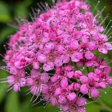 142pcs Popular Ready-Made Seeds With High Germination Rates, Such As Tilia Wer Seeds And Colorful Chrysanthemums - 142 - View 1