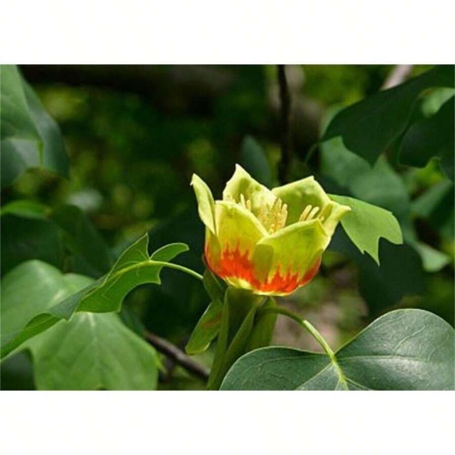 Lily Wood 200 Grains Rhododendron Tree Hardy Northern Flower - 30Seeds - View 1