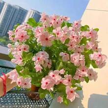 348pcs Thyme Seed Double-Petaled Flowers Can Be Planted All Year Round, Suitable For Indoor Garden Or Balcony Planting Potted Flowers, Daily Spring Flower Seedlings - 348 - View 3