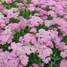 1000Pcs Yarrow Seeds, Insect Repellent Does Not Harm The Seedlings