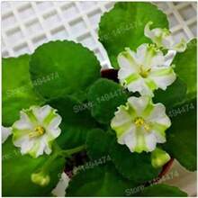 300Pcs Mixed Color Mini Violet Seeds, African Violet Seeds, Mini Garden - Variant1 - View 2