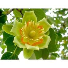 Lily Wood 200 Grains Rhododendron Tree Hardy Northern Flower - 30Seeds - View 4