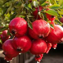 Semillas de Granada para Plantar - 135 Semillas de Fruta de Primera Calidad para Cultivar Árboles Frutales, Ideales para Jardines Domésticos, Huertos y Paisajismo - Variante 1 - Ver 3