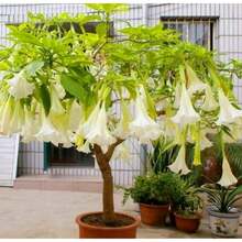 110 Datura Flower Seeds Angels Trumpet Mix Color Double Brugmansia - Variant1 - View 5