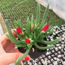 185pcs Rare Succulent Seeds - Multi-Headed Combination Office Indoor Balcony Cute Succulent Seeds - 185 - View 3