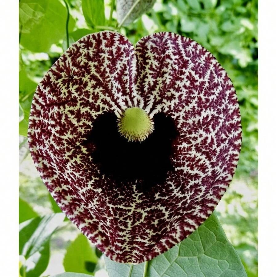 Aristolochia Elegans Seeds - Variant1 - View 1