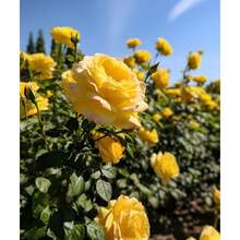 200 piezas arbustos florales en roseta, arbustos perennes, flores plantas de siembra, resistente, decoración exterior, germinación alta, paisajismo jardín maceta colorido vivaz diseño especial ornamental. - 200 - Ver 3