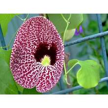 Aristolochia Elegans Seeds - Variant1 - View 2