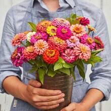 239 piezas semillas de flores grandes mixtas zinnia herencia no GMO, plantas ornamentales variedad colorida, fácil cultivo jardín, flores resistentes larga duración ecológicas - 239 - Ver 2