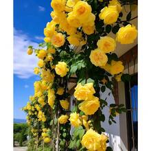 200 piezas arbustos florales en roseta, arbustos perennes, flores plantas de siembra, resistente, decoración exterior, germinación alta, paisajismo jardín maceta colorido vivaz diseño especial ornamental. - 200 - Ver 2