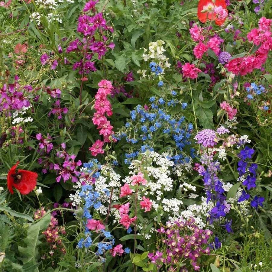 200pcs Wildflower Seeds. Partial Shade Wildflower Seed Mix For All States. Outsidepride - 200 - View 1