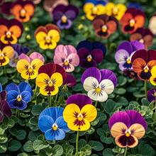 5000 Seeds Perennial Viola Johnny Jumps Up To Plant Flower Seeds - 20000+ - View 4