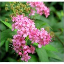 142pcs Popular Ready-Made Seeds With High Germination Rates, Such As Tilia Wer Seeds And Colorful Chrysanthemums - 142 - View 4