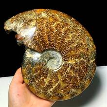 Natural Ammonite Decorative Ornament, Suitable For DIY Kit Matching, Is Also A Featured Decoration For Lunar New Year And St. Patrick's Day, Combining The Retro Texture Of Ammonite With The Casual Beauty Of Bohemian Style - Multicolor - View 1