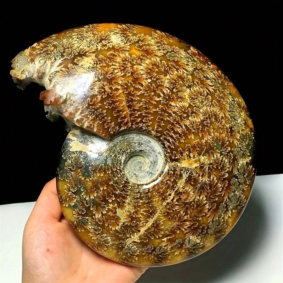 Natural Ammonite Decorative Ornament, Suitable For DIY Kit Matching, Is Also A Featured Decoration For Lunar New Year And St. Patrick's Day, Combining The Retro Texture Of Ammonite With The Casual Beauty Of Bohemian Style - Multicolor - View 1