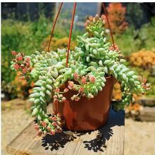 2 Inch Live Succulent Plants, Air Purifying Indoor Plants, Suitable For DIY Projects, Room Bathroom Living Room Wedding Decoration, Easy To Plant - 2 Inches - View 5