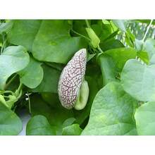Aristolochia Elegans Seeds - Variant1 - View 5
