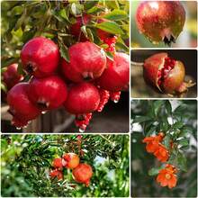 Semillas de Granada para Plantar - 135 Semillas de Fruta de Primera Calidad para Cultivar Árboles Frutales, Ideales para Jardines Domésticos, Huertos y Paisajismo - Variante 1 - Ver 7