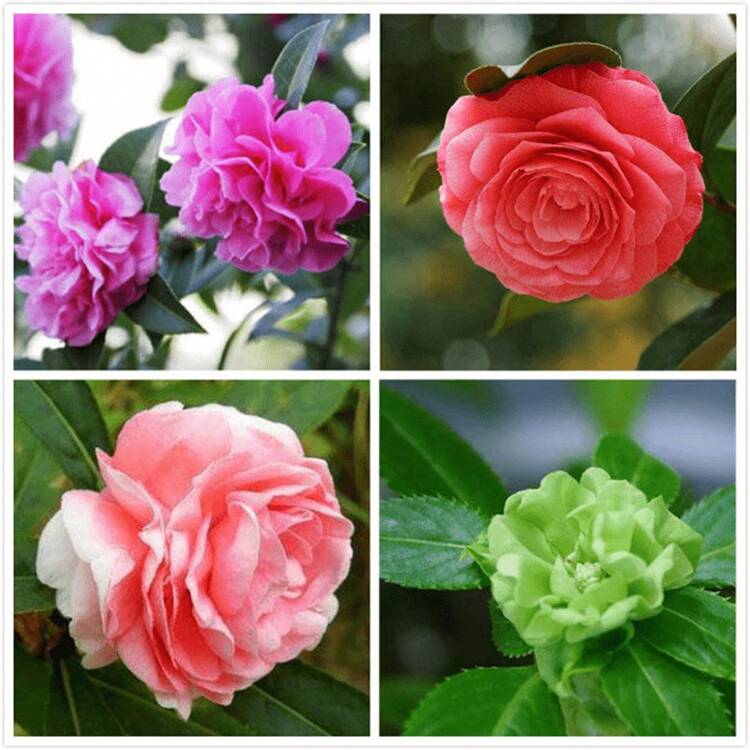 187 piezas Más que semillas Impatiens bicolor Balance Rice Semillas mixtas Semillas de flores de jardín para plantar - 187 - Añade 2