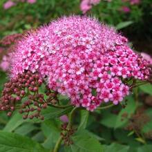 142pcs Popular Ready-Made Seeds With High Germination Rates, Such As Tilia Wer Seeds And Colorful Chrysanthemums - 142 - View 3