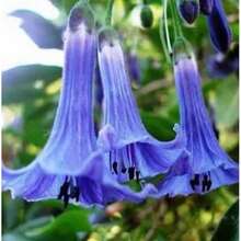 110 Datura Flower Seeds Angels Trumpet Mix Color Double Brugmansia - Variant1 - View 7