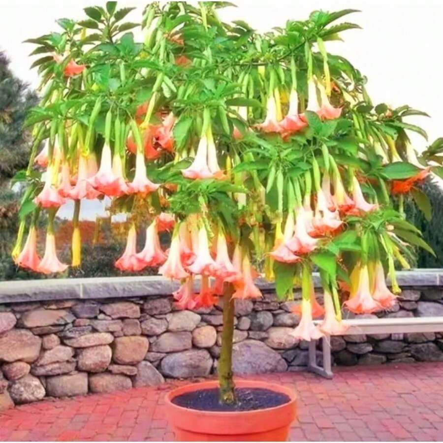 110 Datura Flower Seeds Angels Trumpet Mix Color Double Brugmansia - Variant1 - View 1